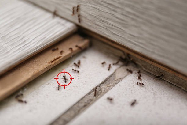 Best Termite Control Services  in Carmi, IL