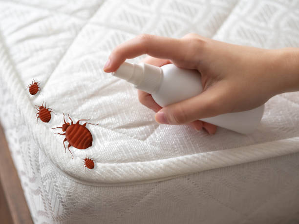 Best Wasp Removal Services  in Carmi, IL