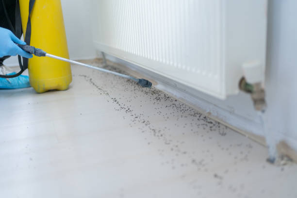 Best Insect Control  in Carmi, IL
